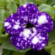 This variety is called Petunia Blue Sky. It has gorgeous blue-purple petals with white spots.