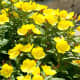 These yellow evening primrose flowers are often called sundrops.