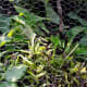 If you cut a hole, curl the ends under. Comfrey is a biomass crop, so I just chopped it down for this project. It now grows easily through the chicken wire.