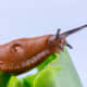 Slugs are pesky mollusks that will leave behind unsightly holes in all of your plant foliage, especially during wet weather. They are slimy, without shells. Snails are similar, but do have protective shells like the one in the photo below.