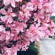 Pink Nerium Oleander