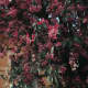 Pink Nerium Oleander