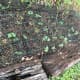I protect my bush beans with cheap fencing lying over the top. With larger growing plants, I tent the fencing over top, giving the plants space to grow so I can remove the fencing once the plants are big enough to deter digging by cats.