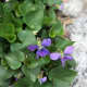 Viola sororia produces sweet-smelling, edible flowers that contain vitamins A and C.