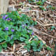 common-blue-violets-viola-sorosia