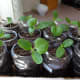 5. These were planted before rounding off the tops of the containers.
