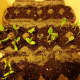 7. When sprouts grow to 1 inch thin them out and transfer them to a larger container.