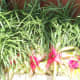 Bromeliads and liriope surrounding the pool enclosure