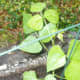 Black lima bean plant emerging