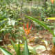 Bird of Paradise on the Cole property