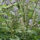 Blue Salvia on the Borriecci property