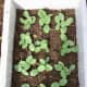 Here's a look at my pumpkin seedlings at only one week old.