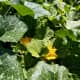 New update: pumpkin flowers now in bloom