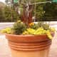 thrill-spill-and-fill-container-gardening