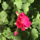Geraniums are, by far, the easiest flower to grow, which makes them my favorite!