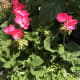 how-to-propagate-geraniums-using-cuttings
