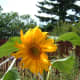 The petals fold back as the flower develops.