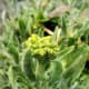 the-easiest-to-grow-perennial-in-the-world-basket-of-gold
