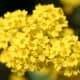 the-easiest-to-grow-perennial-in-the-world-basket-of-gold