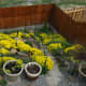 the-easiest-to-grow-perennial-in-the-world-basket-of-gold