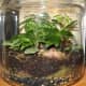 Woodland - 2 Gallon Glass Jar