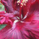Tropical hibiscus "Black Magic" from Dupont Nursery is an award-winner.