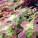 Coleus grows higher than a basketball player in the tropics where humidity is high. In California, where there's low humidity, it will only grow in pots or low to the ground outside.
