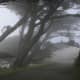 Cypress trees bent by wind along the foggy, northern California coast.