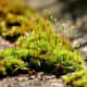 This attractive moss grows only in extreme cold. It is native to the Arctic region.