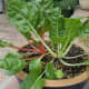 This swiss chard is ready for harvest.
