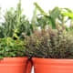 Although most are slow to grow from seeds, herbs are great candidates for indoor tabletop gardens--and they make spicing up a kitchen dish quick and convenient.