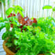 Lettuces as well as basil grow together in this planter that was seeded indoors and then moved outside.