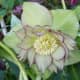 Esta rosa de Cuaresma es un helleborus doble picotee verde.