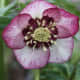 This is a hybrid variety of Lenten rose called the Helleborus x hybridus, a bee-friendly flower.