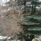 The leafless shrub in front of the pine tree is Forsythia. We noted the location of this shrub in an empty lot when it was blooming in the spring time.