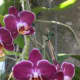 Phalaenopsis Orchid