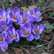 Crocus bloom in early spring, and add some beautiful color to an otherwise gray landscape.