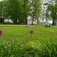 These alliums are planted among daylilies. When the allium foliage is fading, it will be hidden by the daylily leaves.