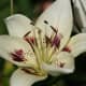 Lilies flower in the summer months, adding beauty and a wonderful scent to the garden.