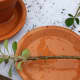 Remove the lower thorns &amp; leaves from cuttings with your gloved fingers before planting them.