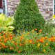 Weeds, grasses, and other unwanted plants should be removed in the fall, to prevent their return in the spring.