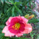 photo-gallery-of-beautiful-daylilies-in-the-garden