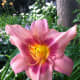 photo-gallery-of-beautiful-daylilies-in-the-garden