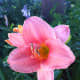 photo-gallery-of-beautiful-daylilies-in-the-garden