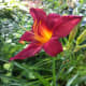 Burgundy and yellow daylily in my front yard garden.