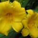 Stella D'Oro daylilies.