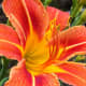 photo-gallery-of-beautiful-daylilies-in-the-garden
