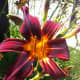 photo-gallery-of-beautiful-daylilies-in-the-garden