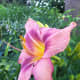 photo-gallery-of-beautiful-daylilies-in-the-garden