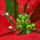 how-to-overwinter-poinsettia